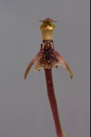 Myrmechila truncata